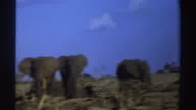 South Africa (1969): Three Great Elephants Walking In A Desert Jungle On A Sunny