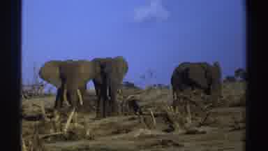 South Africa (1969): Video Of Three Elephants In The Wild Two Elephants Are Paired