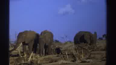 South Africa (1969): Three African Elephants Hang Around Together On Grassland