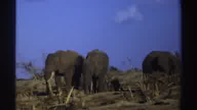 South Africa (1969): Elephants With Long Tusks Have Survived The Poachers And Now