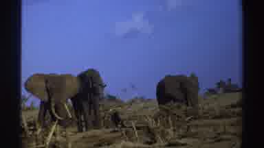 South Africa (1969): Elephants Eating In The Daytime