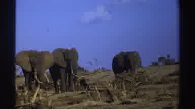 South Africa (1969): Some Elephants Gathered In The Savannah