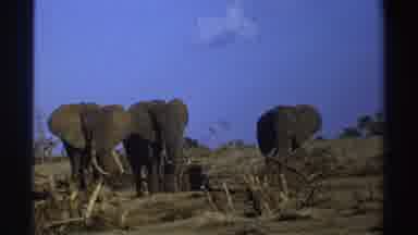 South Africa (1969): Three Elephants Standing In Tan Barren Field Observed By Two