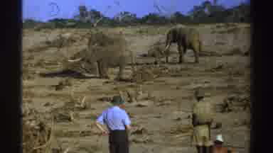 South Africa (1969): Nature Africa Wildlife People And Elephants In An Old Unique