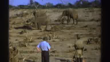 South Africa (1969): Person Lying On Ground To Photograph Three African Elephants