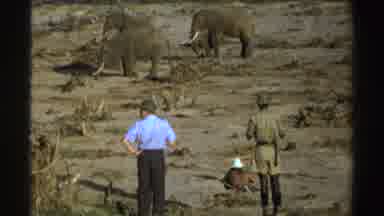 South Africa (1969): Tourists Feel In Awe While Looking At The Elephants