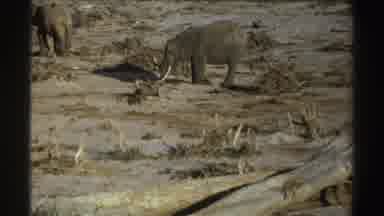 South Africa (1969): Elephant Standing In Brown Barren Field On A Bright Sunny Day