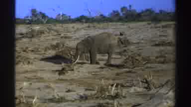 South Africa (1969): Elephant Alone In Desert Looking For Food But Standing In