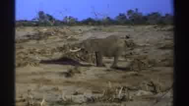 South Africa (1969): Elephant Freely Roaming In The Wilderness On A Summer Day In