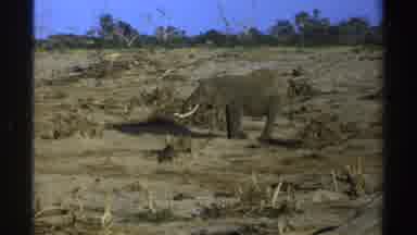South Africa (1969): A Starving Elephant Is Feeding Off Whatever It Can Find