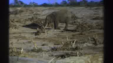 South Africa (1969): Elephant Calf Feeding In The Forest