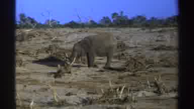 South Africa (1969): An Elephant Drinks Water In A Barren Landscape Among Dirt And