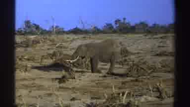 South Africa (1969): Elephant Standing In An Area Of Little Tree With Vegetation