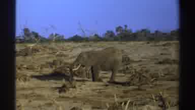 South Africa (1969): A Lone Elephant In The Desert On A Sunny Day
