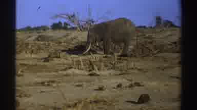 South Africa (1969): Elephant Calf Eating In The Bush In Its Natural Habitat