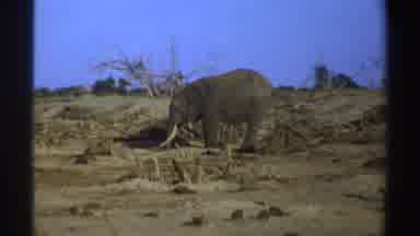 South Africa (1969): An Elephant With Beautiful Tusks Grazing On The Land With Its