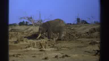 South Africa (1969): Elephant Stands In Brown Field Trumpeting On A Sunny Day