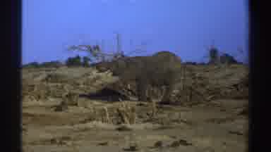 South Africa (1969): Elephant Eating In Front Of A Dead Tree
