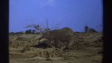 South Africa (1969): Beautiful Elephant With White Tusks Scooping Something Up