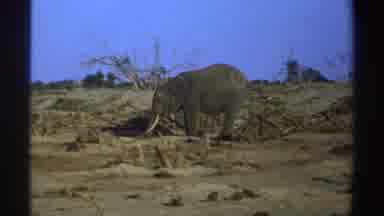 South Africa (1969): Massive Heath Elephants In The Wild