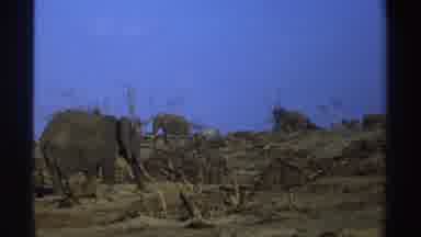 South Africa (1969): Various Massive Elephants At Far