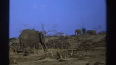 South Africa (1969): Elephants Are Observed During A Walk In The Savanna
