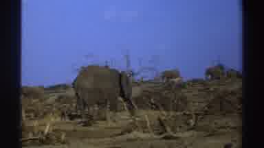 South Africa (1969): Herd Of Elephants Freely Eating Dry Land In The Savanna