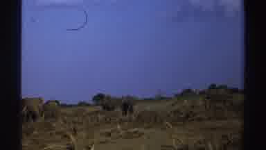 South Africa (1969): Watching African Elephants Graze