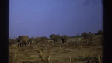 South Africa (1969): A Large Group Of Elephants In Their Environment Eating And