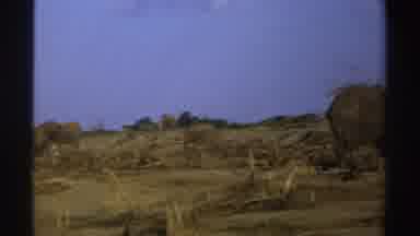South Africa (1969): Some Elephants Stroll In A Cleared Forest On A Hot Day The
