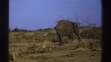 South Africa (1969): An Elephant Separates Himself From The Group