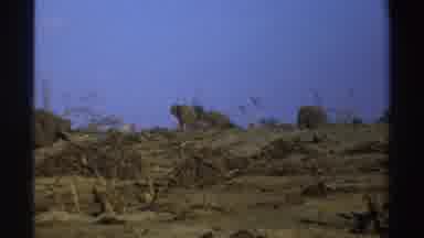 South Africa (1969): Elephants Walking At Far