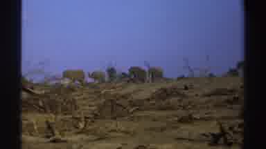 South Africa (1969): Herd Of Elephants Walking Together In The Desert With Birds