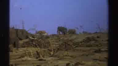 South Africa (1969): Four Elephants Walking And Grazing On A Bright Sunny Day