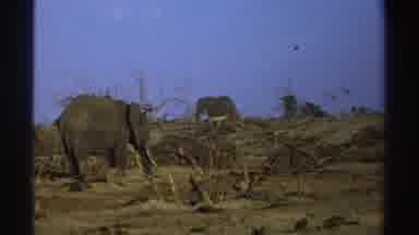 South Africa (1969): Elephants In The African Savanna In The Sun And A Herd
