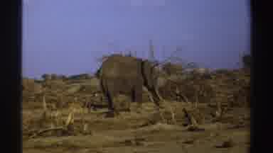 South Africa (1969): Herd Of African Elephants Migrating One Elephant Nearest To