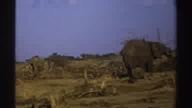 South Africa (1969): Global Warming Affects The Animal Kingdom And On Top