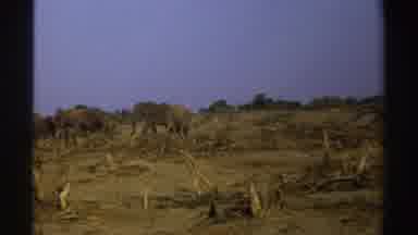 South Africa (1969): Herd Of Elephants Standing In Brown Field On A Clear Day