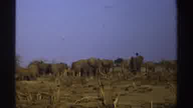 South Africa (1969): Many Elephants Walking In A Large Forest With Few Trees On A