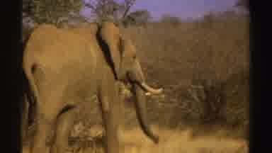 South Africa (1969): African Elephant Walks From Left To Right In Grassland Trees