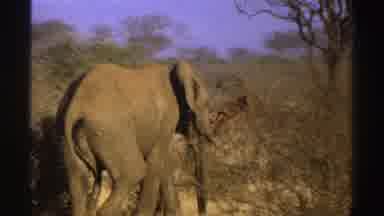 South Africa (1969): Gray Elephant Walking Through Bare Bushes With Its Tail