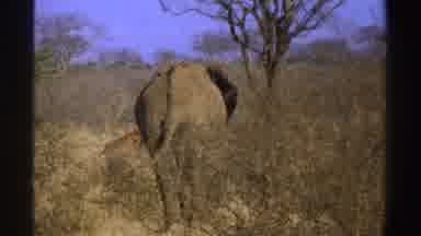 South Africa (1969): An Elephant Walks Slowly Through Vegetation While A