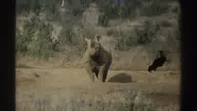 South Africa (1969): The Rhino Twitching His Ears Looking On At The People Looking