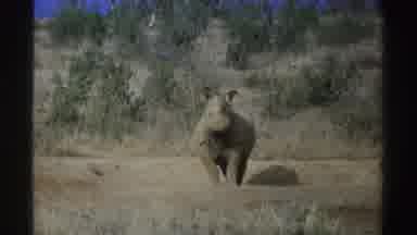 South Africa (1969): Rhino Stands And Looks In Direction Of Camera On Grassland On