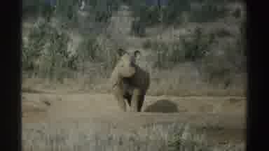 South Africa (1969): Rhinoceros Standings In An Open Field