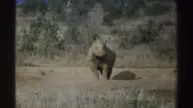 South Africa (1969): Rhino Standing Alone And Wagging Its Tail