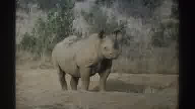 South Africa (1969): A Rhino Watching The Landscape Standing Still
