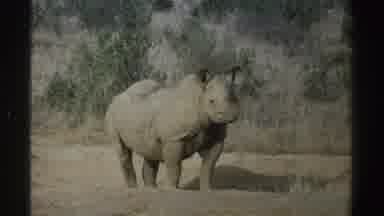 South Africa (1969): Rhino Standing In Its Natural Habitat Vegetation Bottom