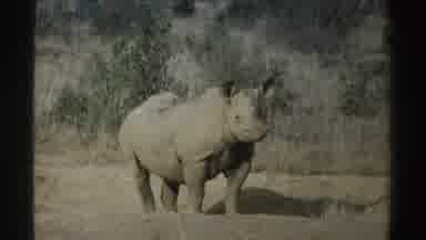 South Africa (1969): Rhino Standing In The Trees And Background Vegetation In