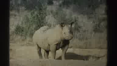 South Africa (1969): View Of Rhino Standing Calmly Then Views Of Rhino Appearing